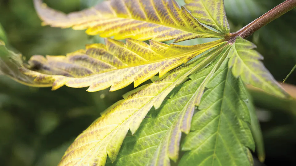 Balancing Growth and Sustainability: The Environmental Impact of Hydroponics